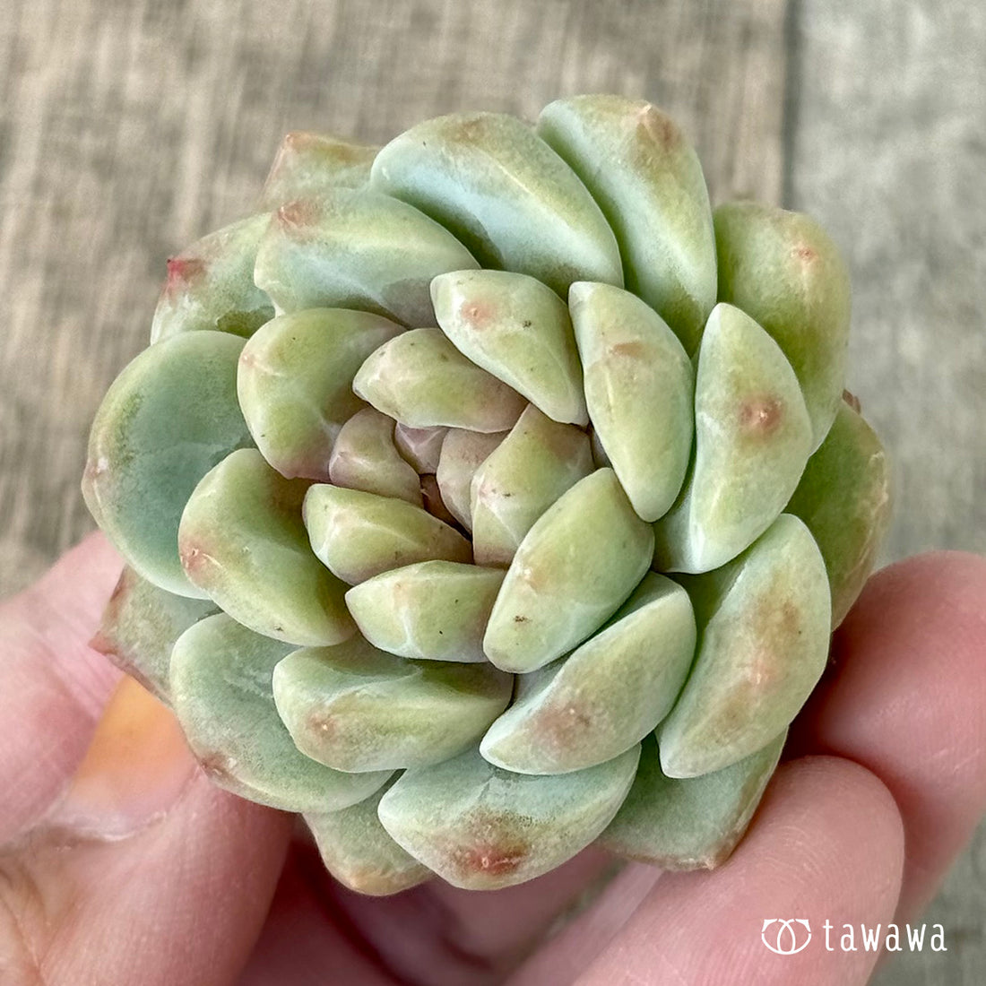 New Arrivals: Ice Green