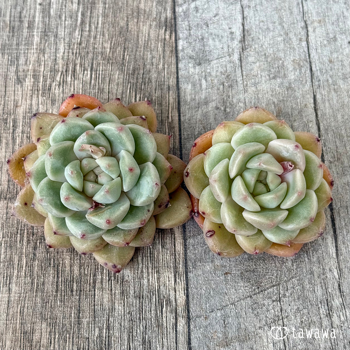 ムジ(チャンヒー農園苗)