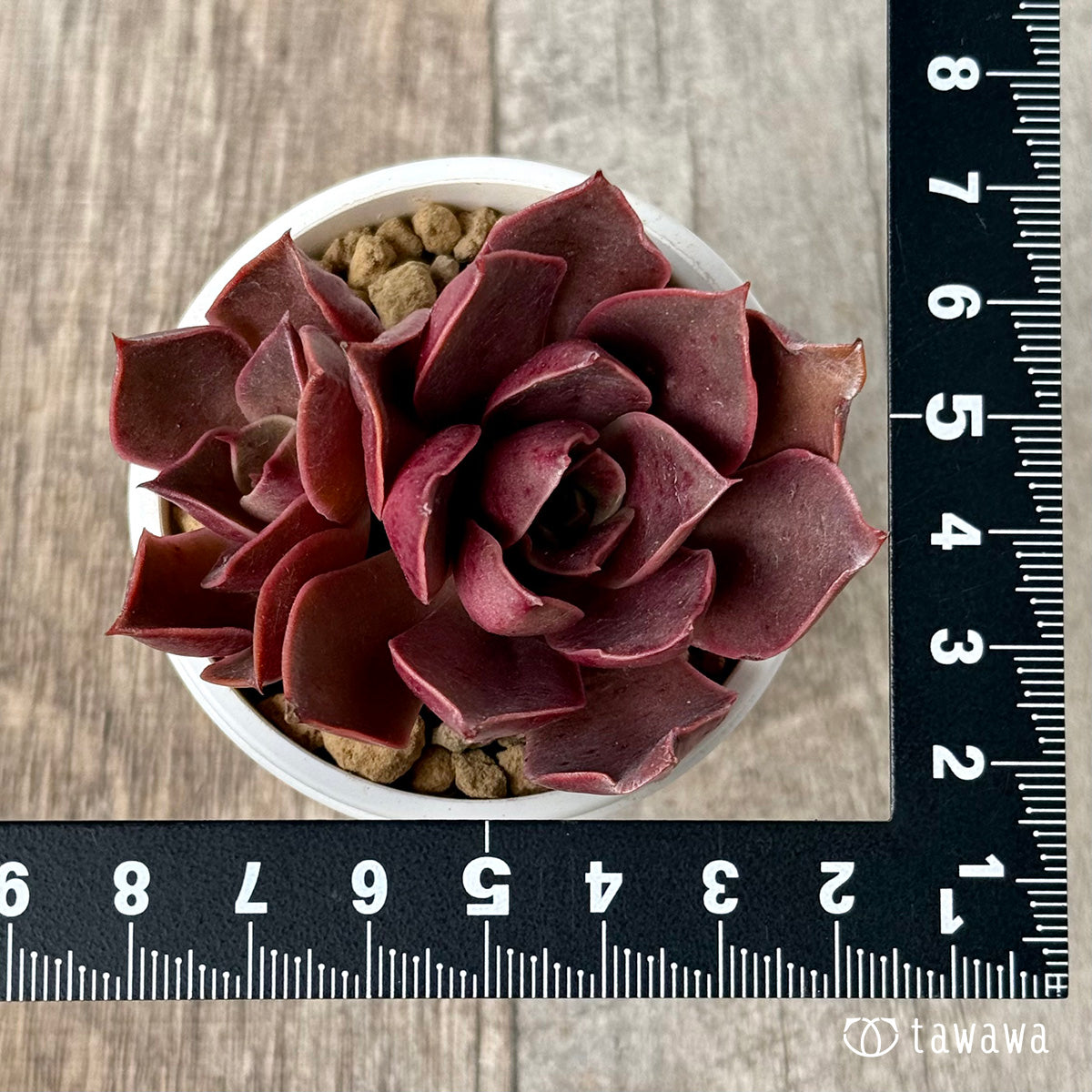 *新入荷* サンライズ【双頭】(エアーマジック農園苗)