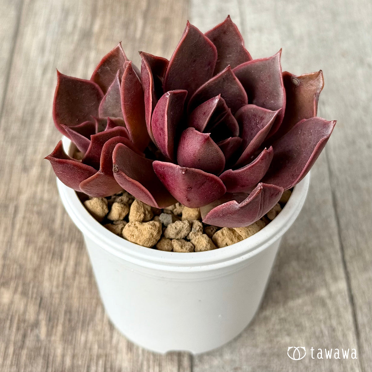 *新入荷* サンライズ【双頭】(エアーマジック農園苗)