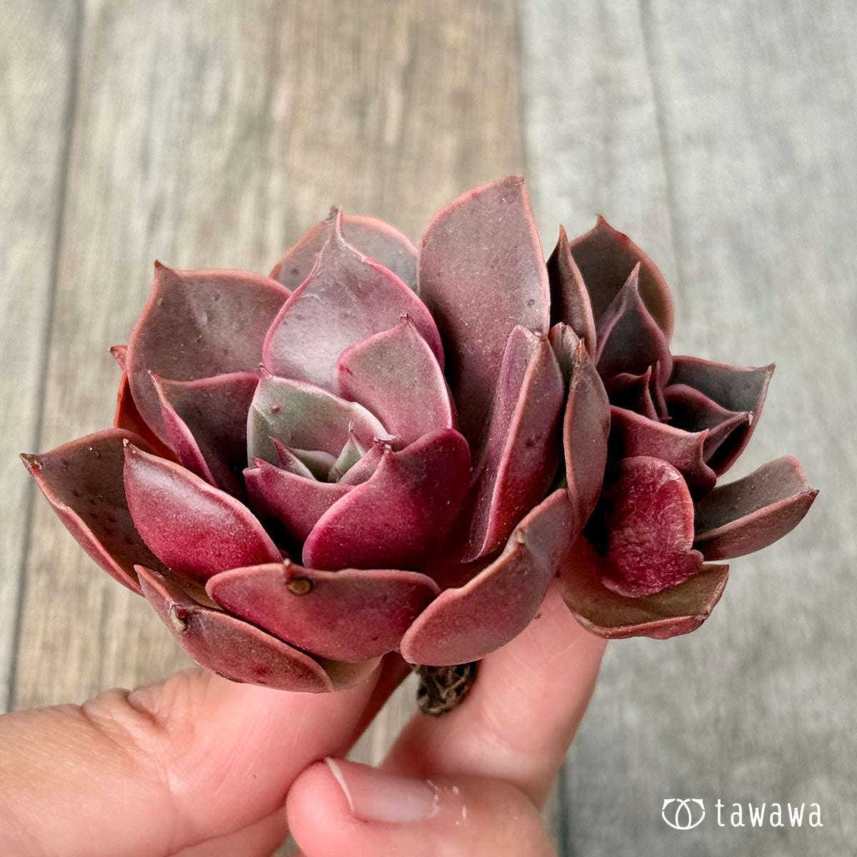 *新入荷* サンライズ【双頭】(エアーマジック農園苗)