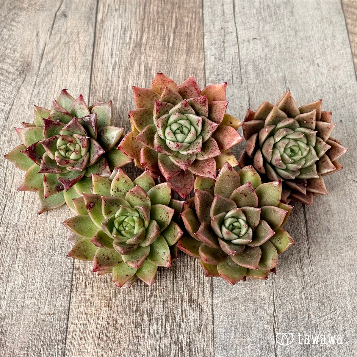 New Arrivals: Ice Green