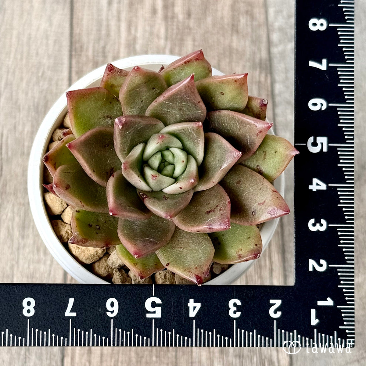 New Arrivals: Ice Green