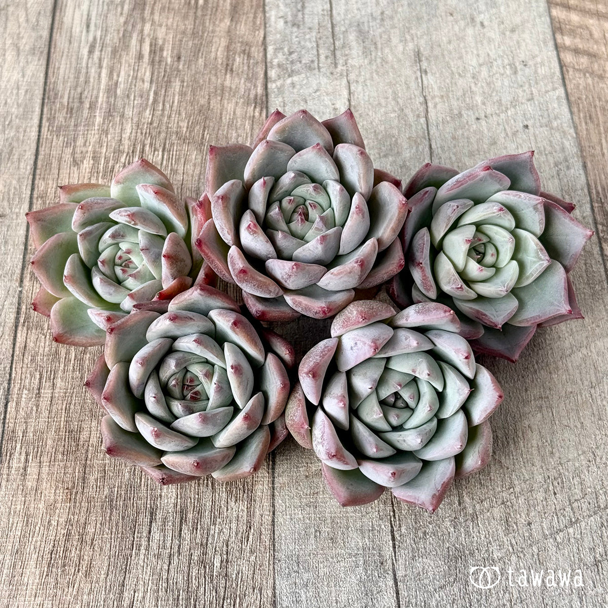 *新入荷* Tawha(エアーマジック農園苗)