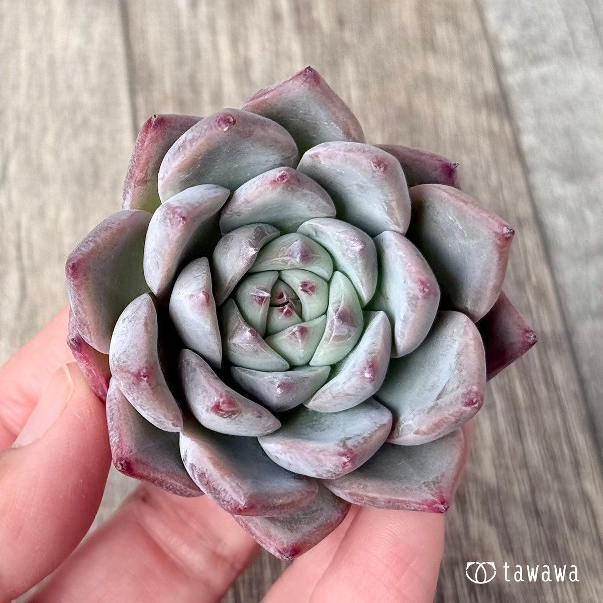 *新入荷* Tawha(エアーマジック農園苗)