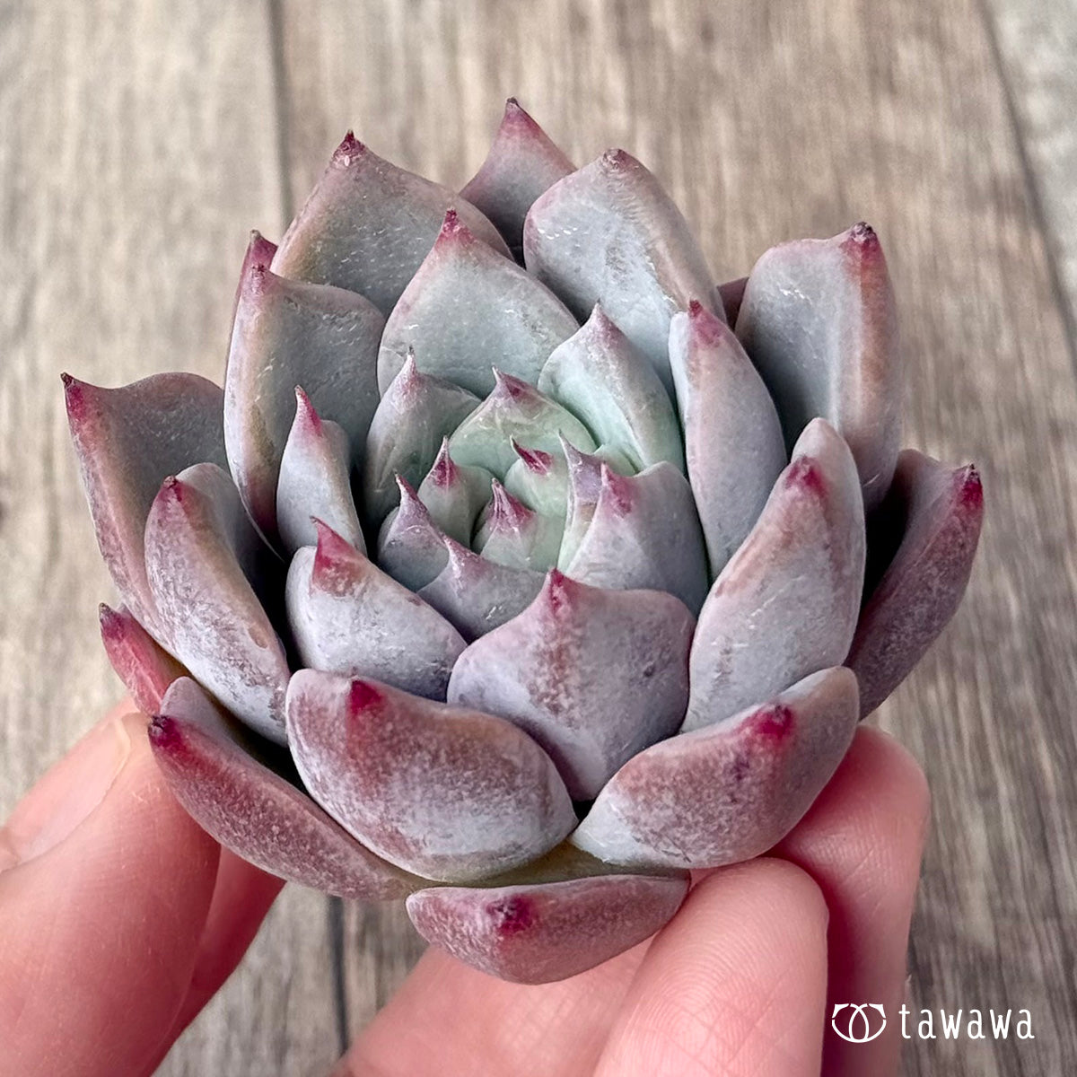 *新入荷* Tawha(エアーマジック農園苗)