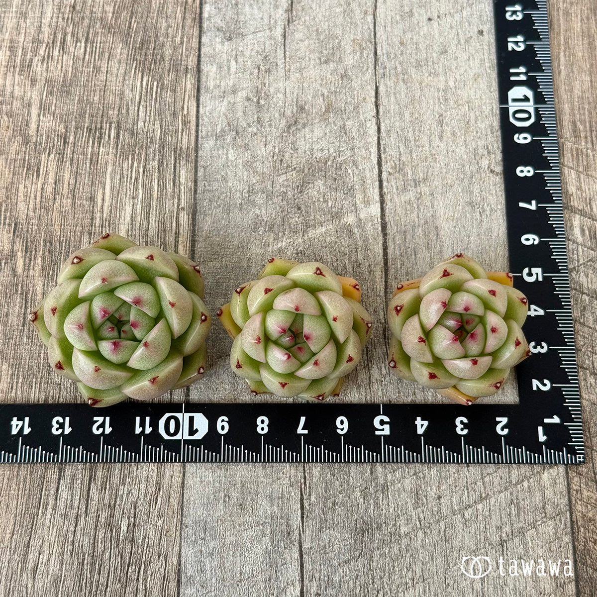 *新入荷②* CM177(チャンヒー農園苗)