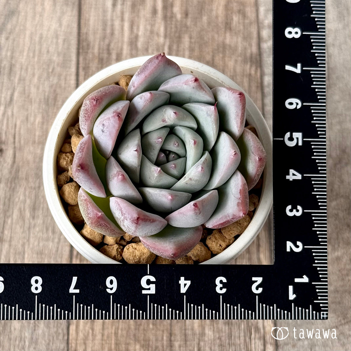 *新入荷* Tawha(エアーマジック農園苗)