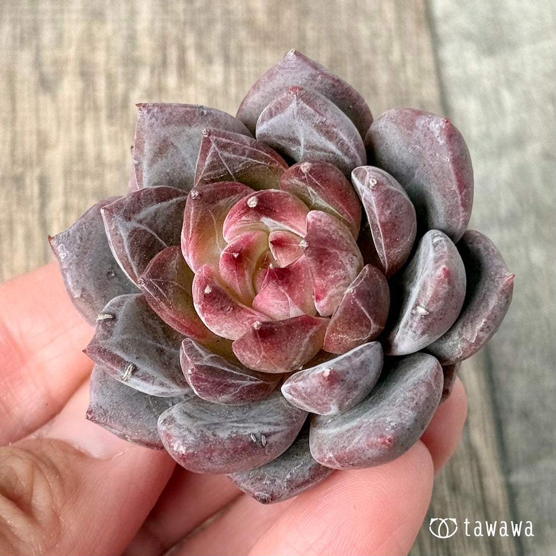 *新入荷* ラブライン(エアーマジック農園苗)