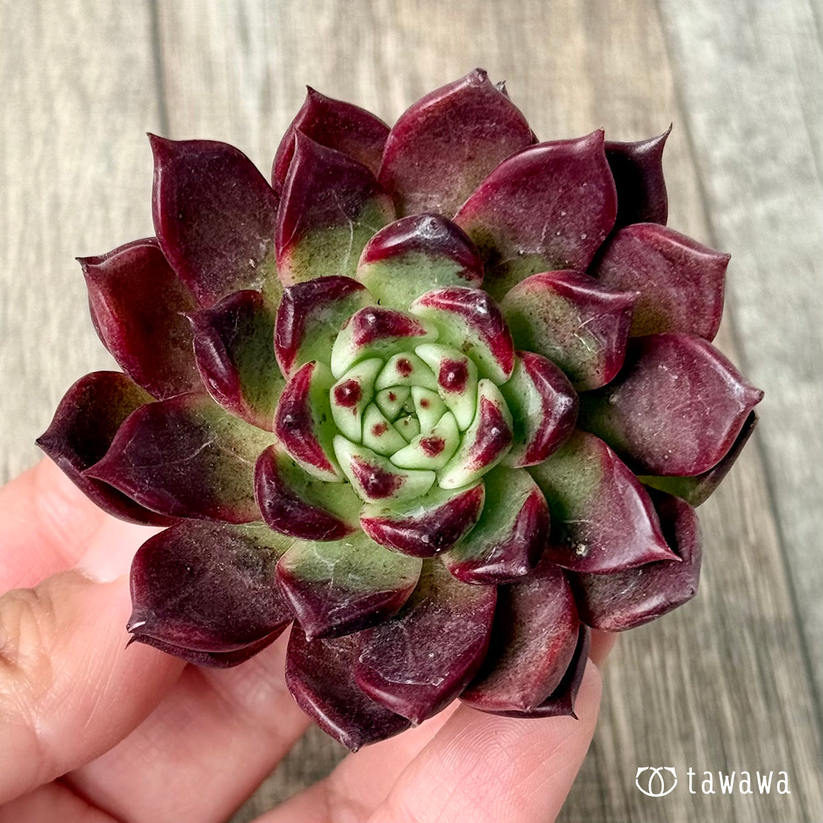 スーパーサラ(エアーマジック農園苗)