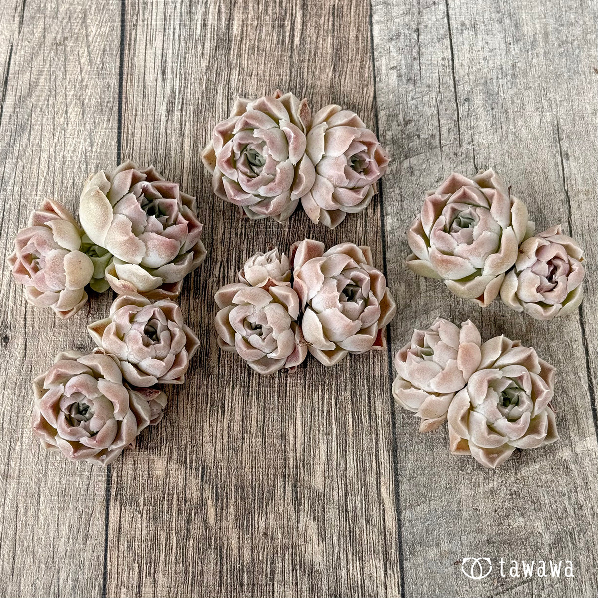 【4/22発売】G7(チャンヒー農園苗)