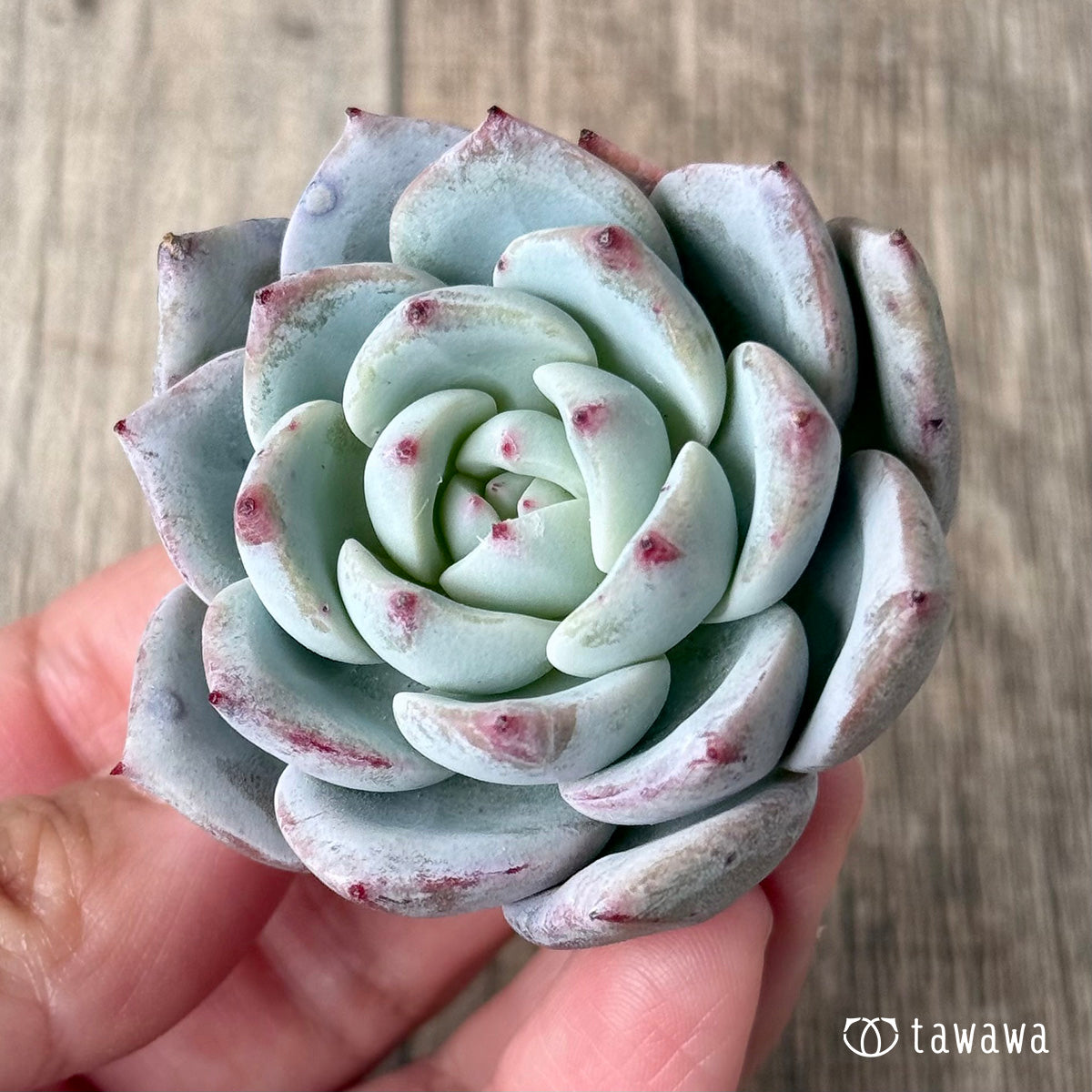 *新入荷* コルイ(エアーマジック農園苗)