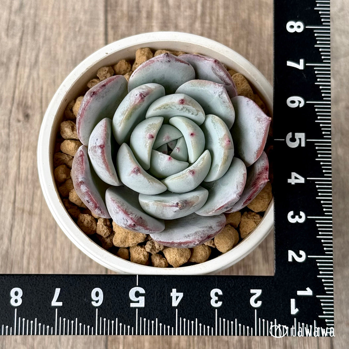 *新入荷* コルイ(エアーマジック農園苗)