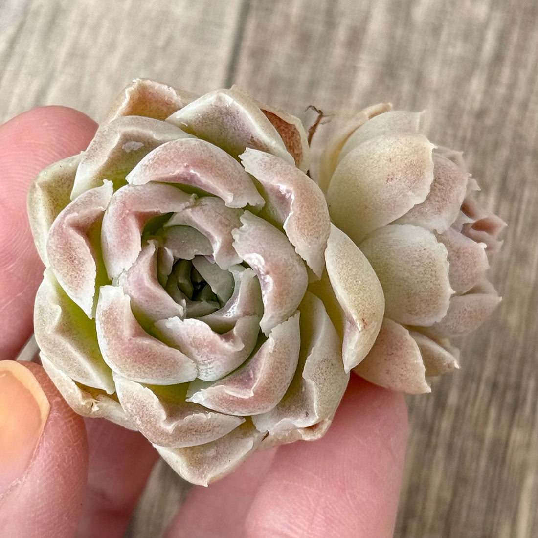 *新入荷②* G7(チャンヒー農園苗)