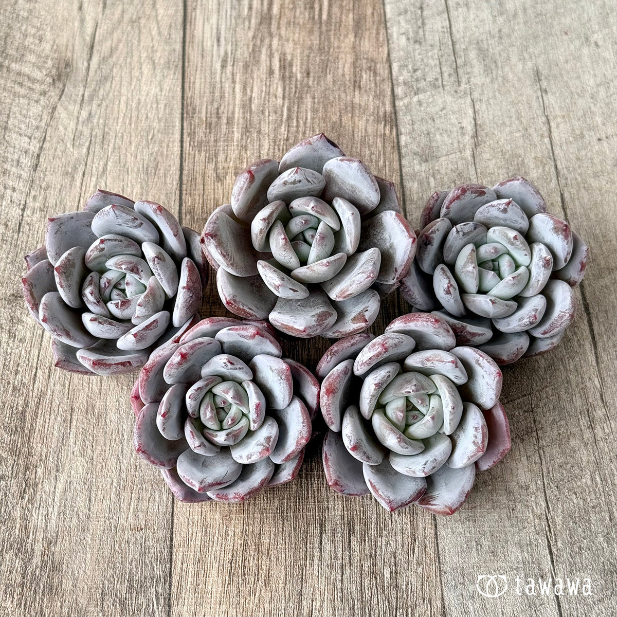 *新入荷* スノームーン(エアーマジック農園苗)