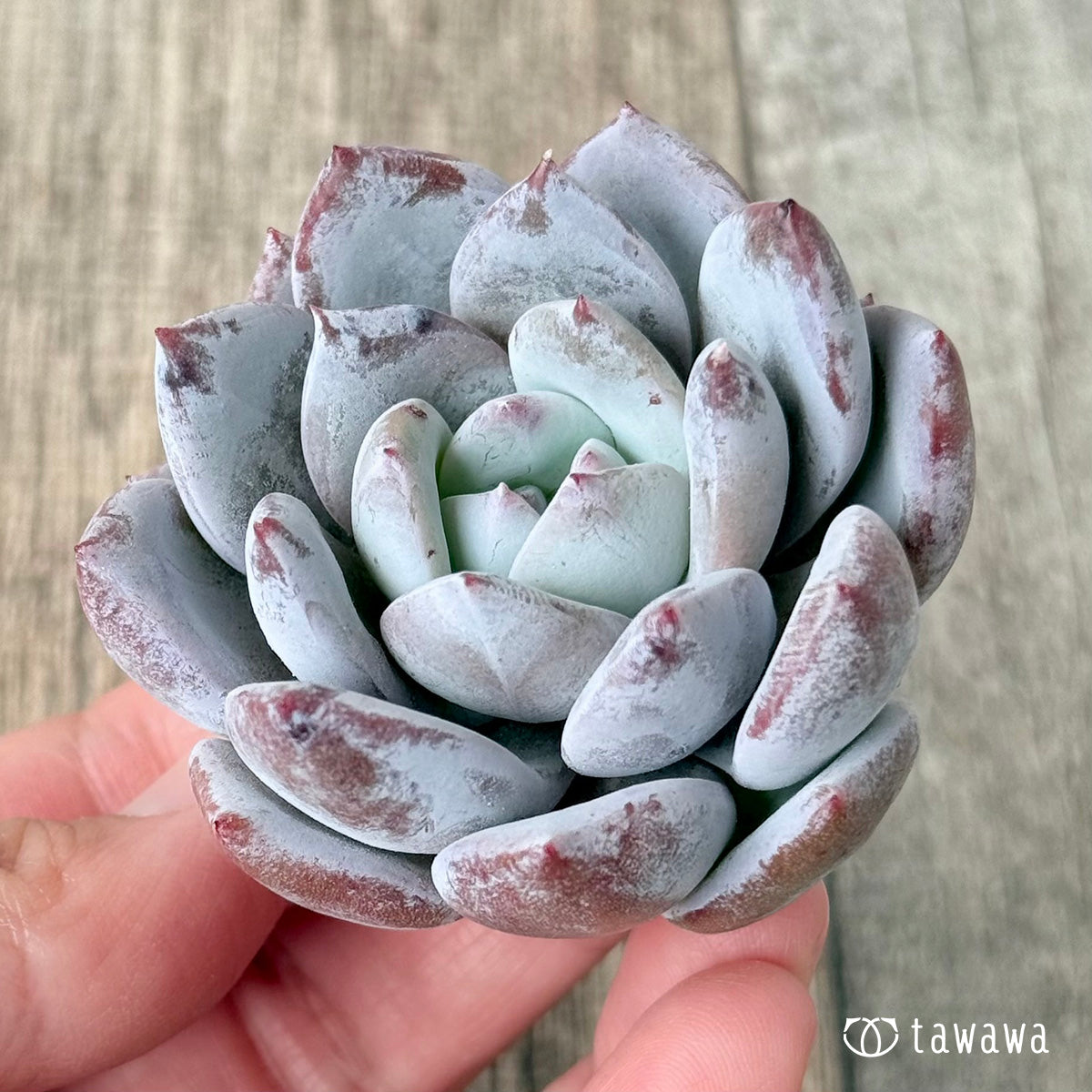 *新入荷* スノームーン(エアーマジック農園苗)