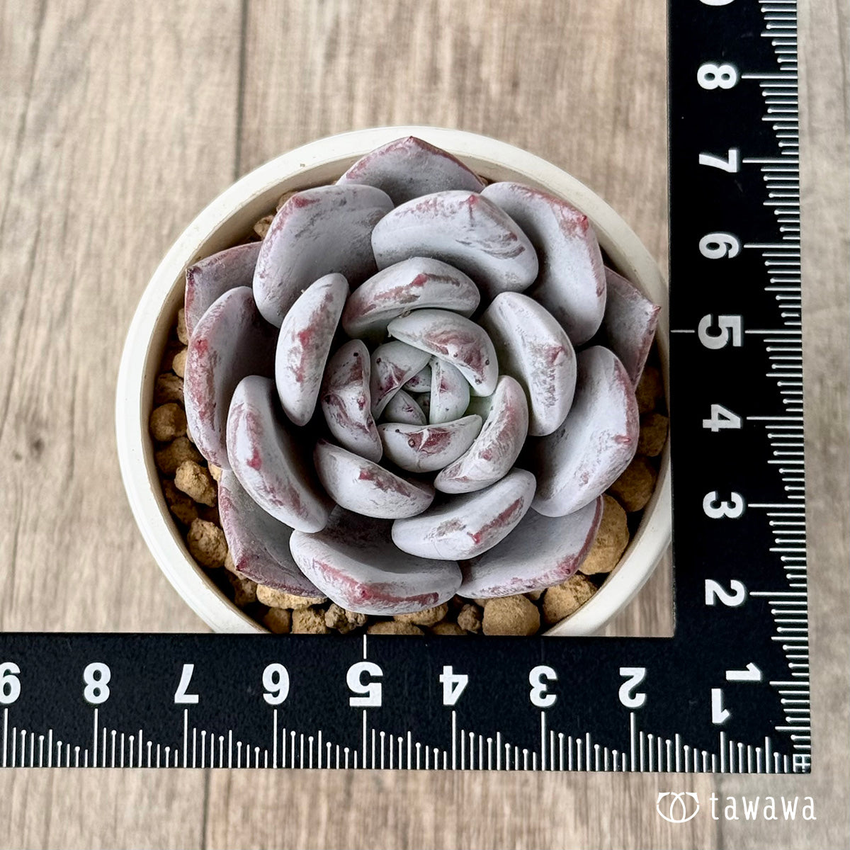 *新入荷* スノームーン(エアーマジック農園苗)