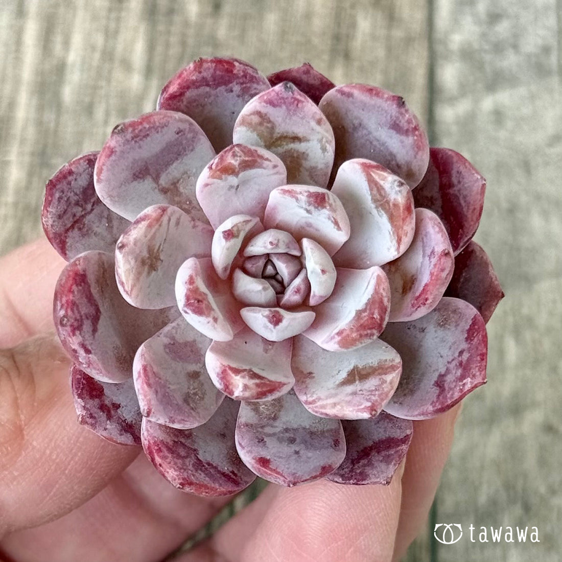 *新入荷②* キャンディポップ(チャンヒー農園苗)