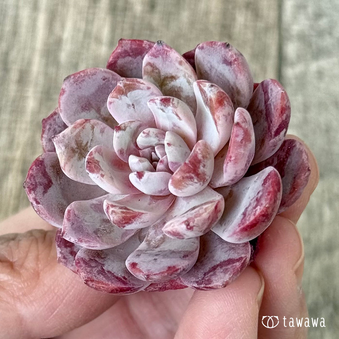 Candy Pop (Chanhee Farm Seedling)