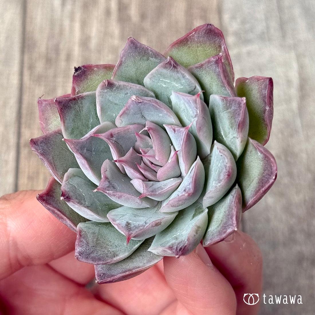 レッドバーバラ(エアーマジック農園苗)