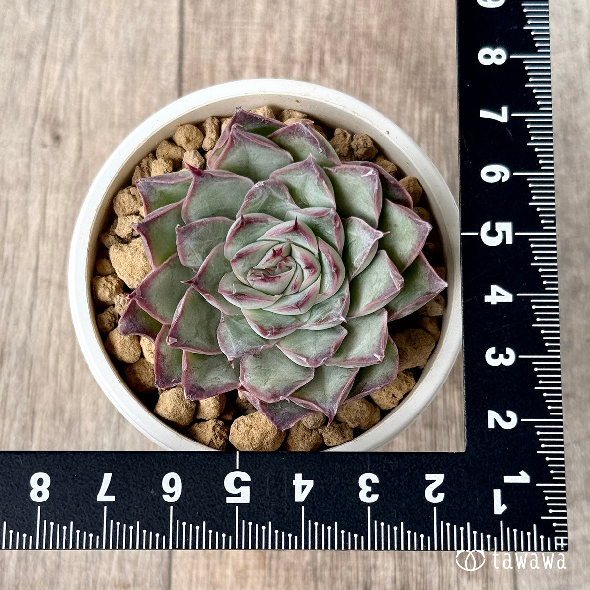 *新入荷* レッドバーバラ(エアーマジック農園苗)