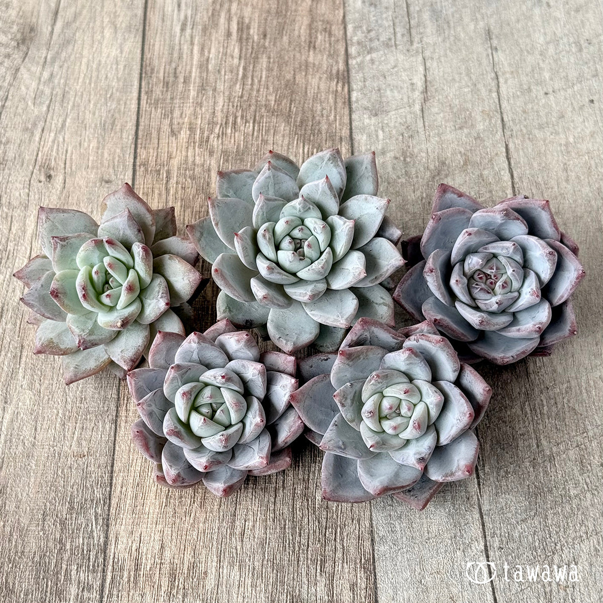 *新入荷* スノーバード(エアーマジック農園苗)