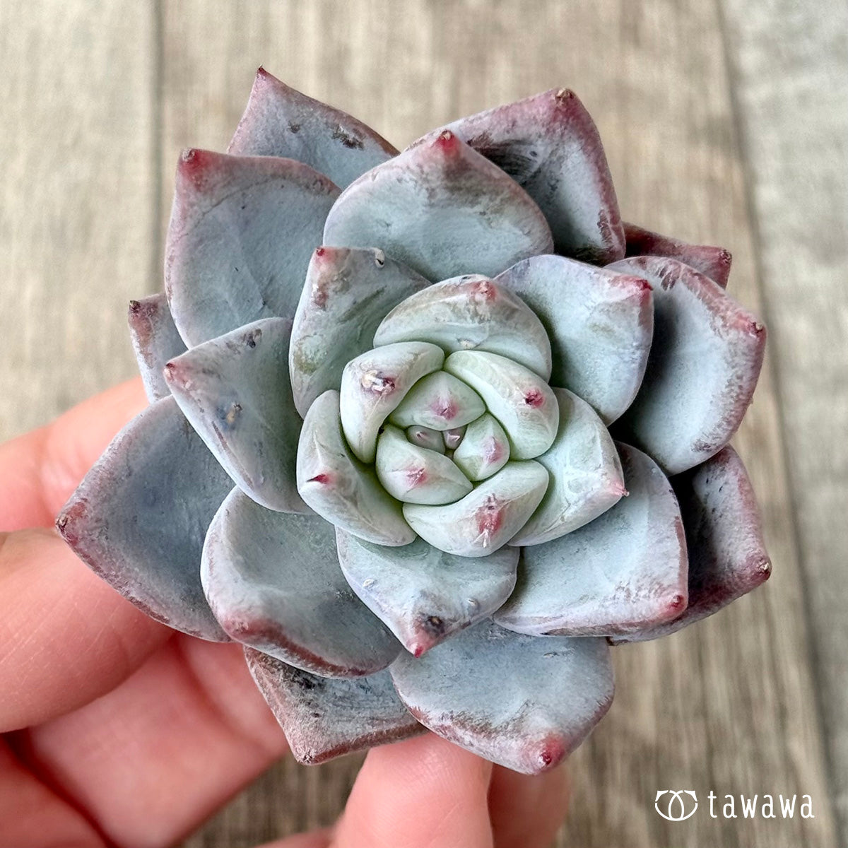 Snowbird (Air Magic Nursery Seedling)
