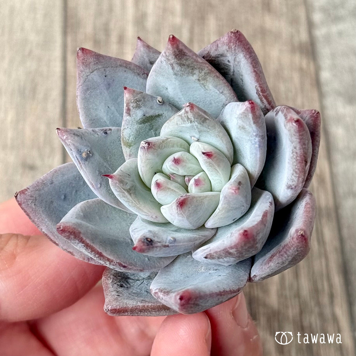 Snowbird (Air Magic Nursery Seedling)