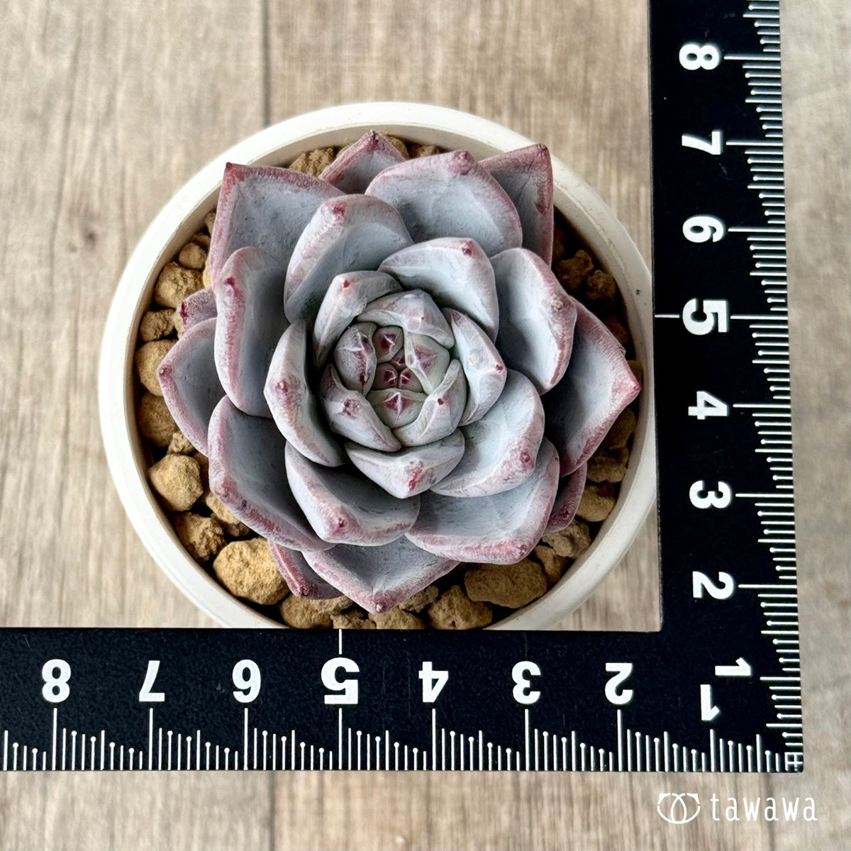 *新入荷* スノーバード(エアーマジック農園苗)