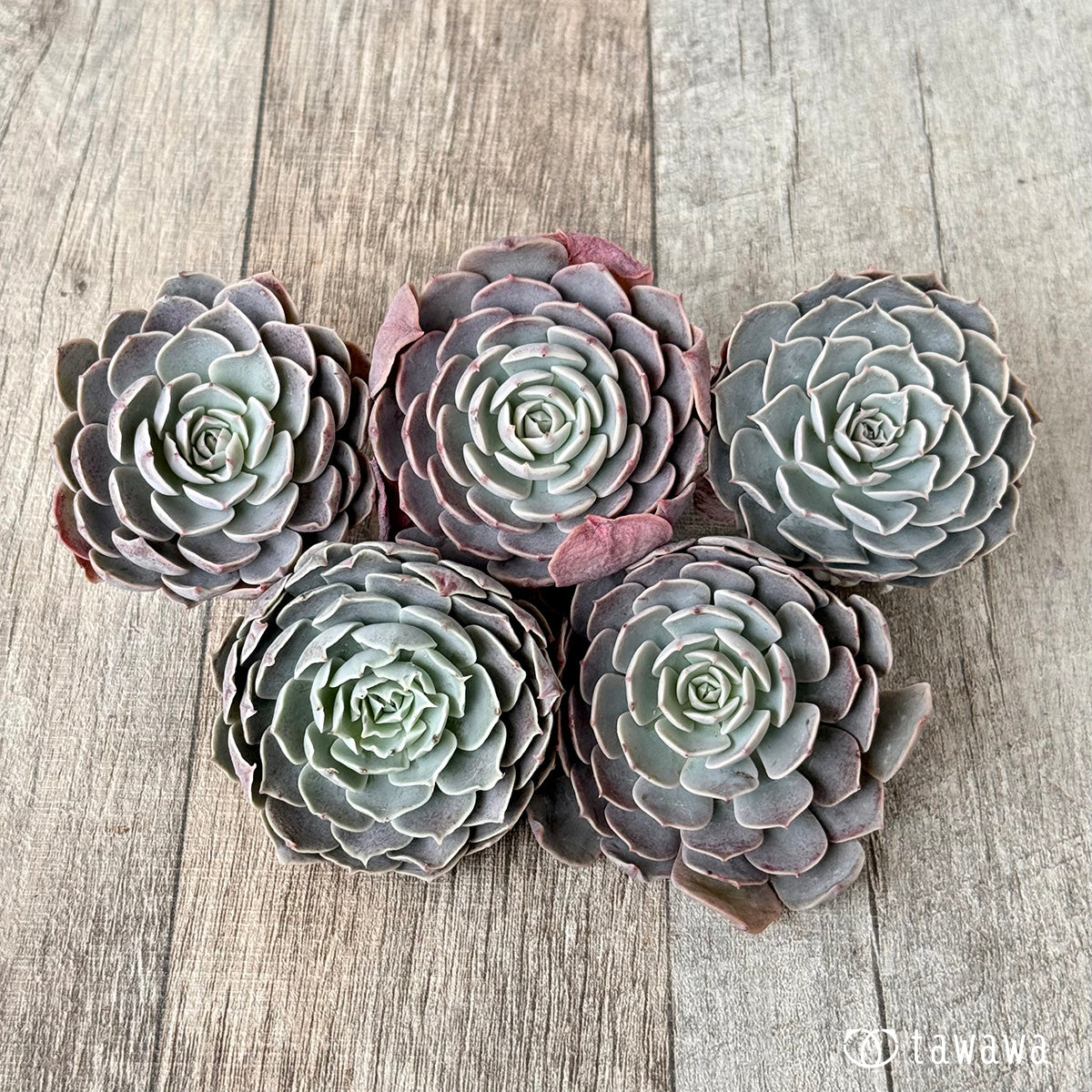 *新入荷* ローズピン(エアーマジック農園苗)