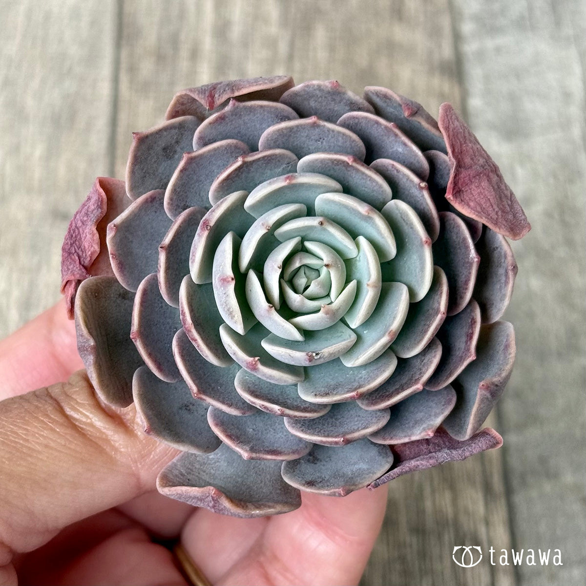 *新入荷* ローズピン(エアーマジック農園苗)