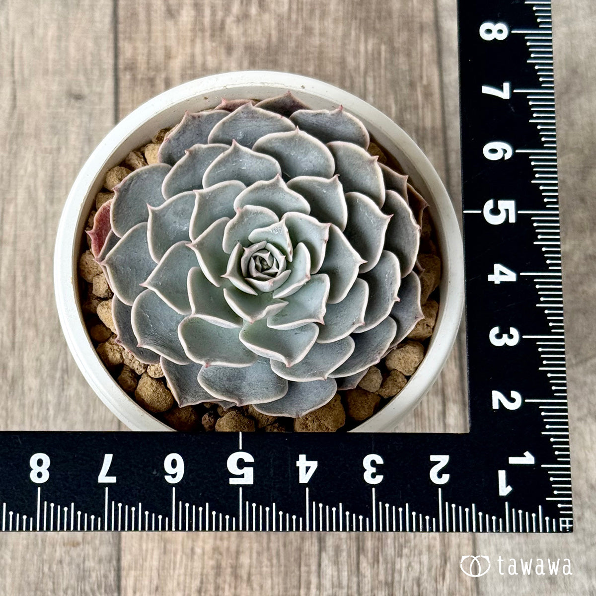 *新入荷* ローズピン(エアーマジック農園苗)