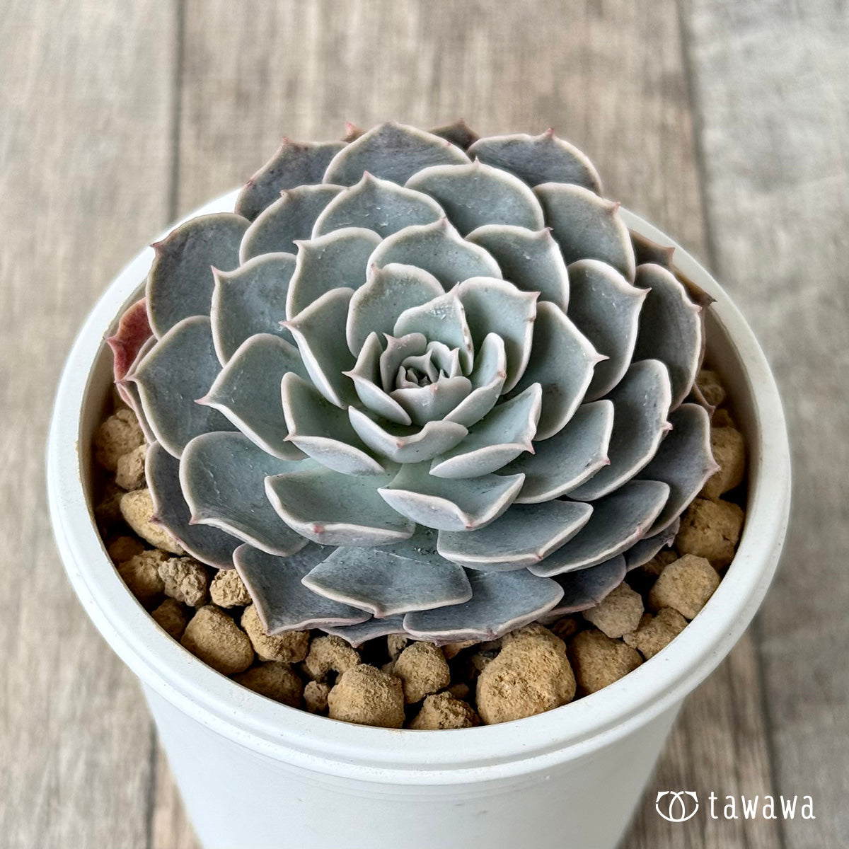 *新入荷* ローズピン(エアーマジック農園苗)