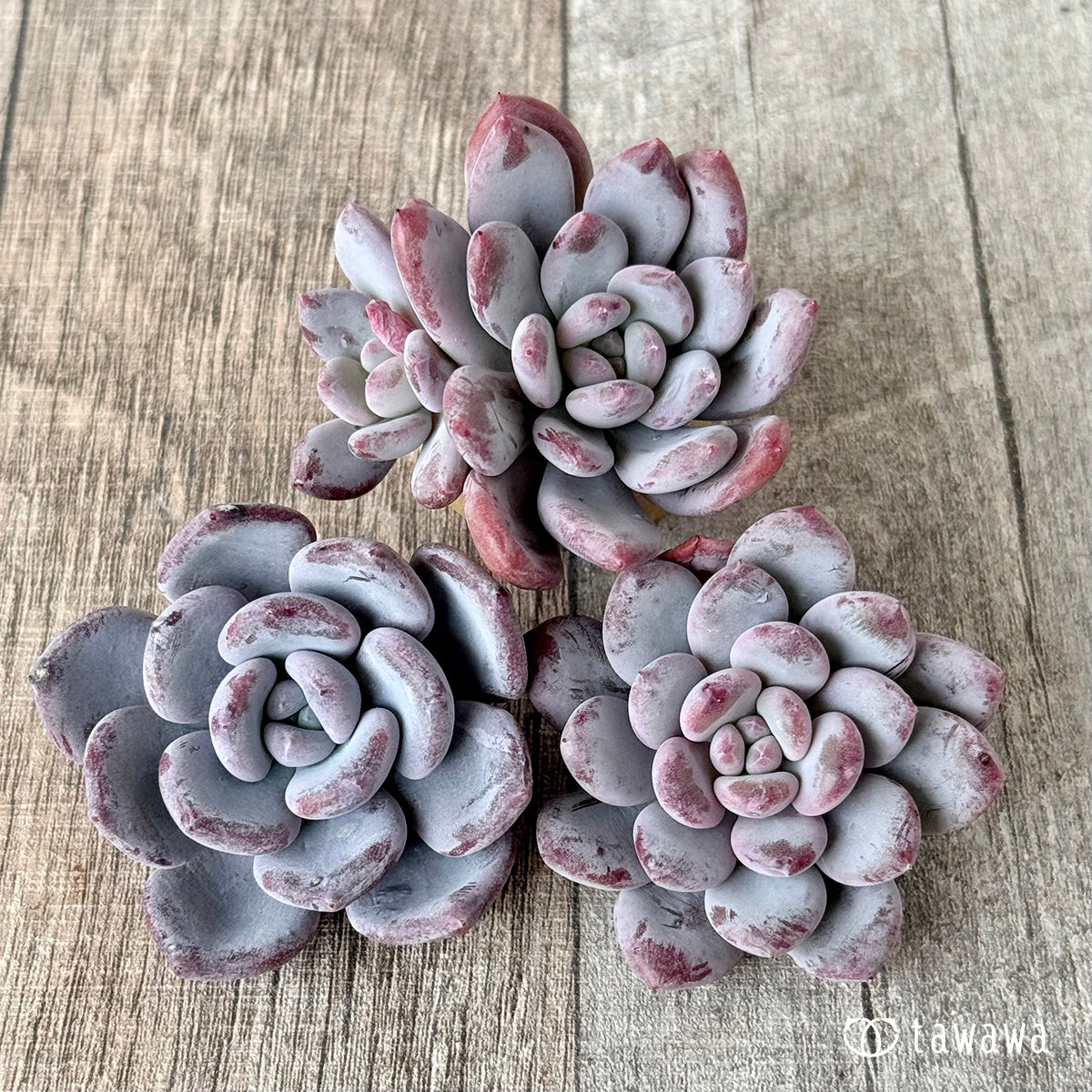 *新入荷* Lee-wha(エアーマジック農園苗)