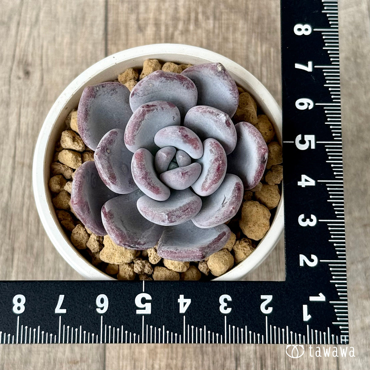 *新入荷* Lee-wha(エアーマジック農園苗)