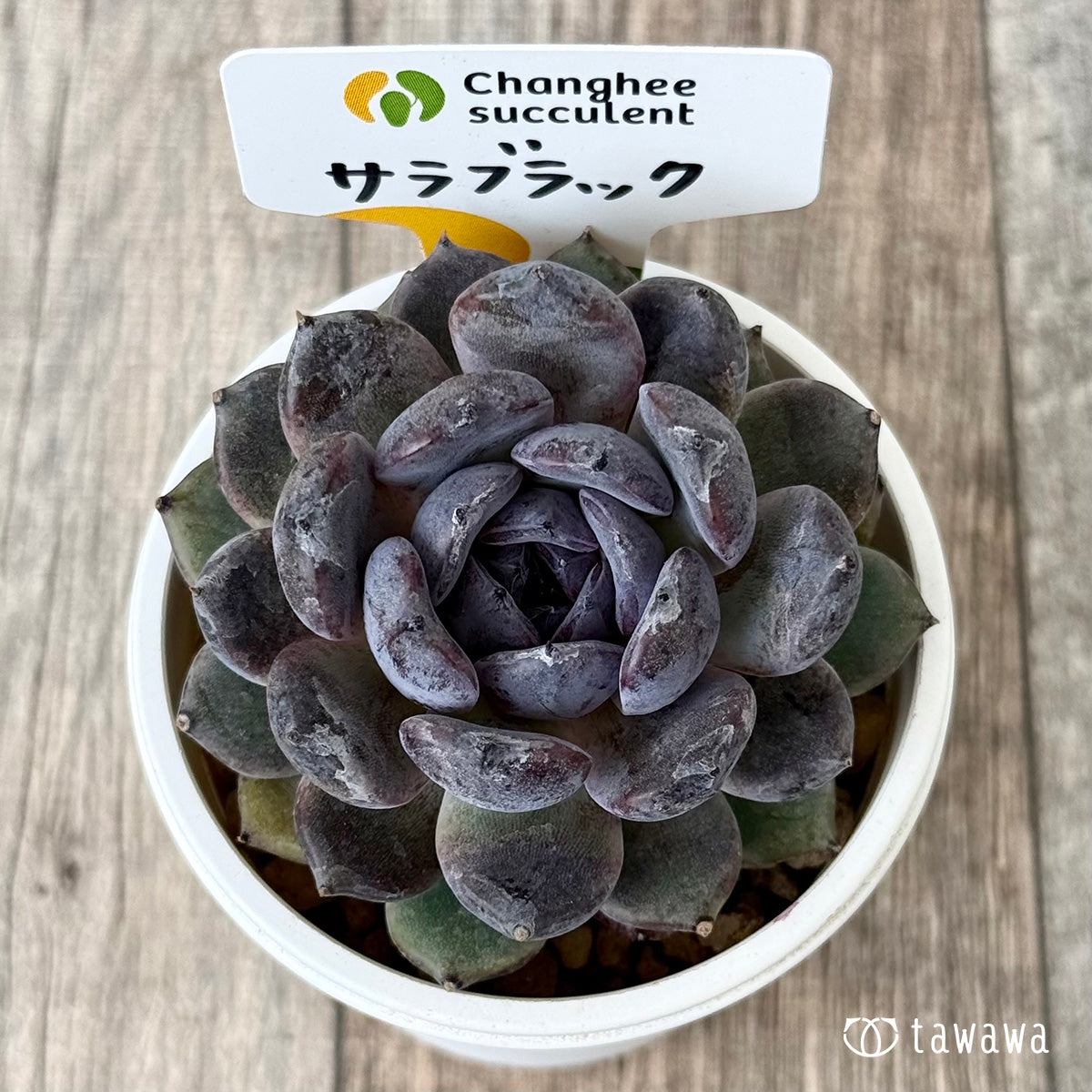 【4/22発売】サラブラック(チャンヒー農園苗)