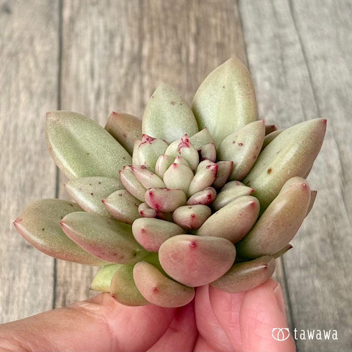 *新入荷* シャネリア(エアーマジック農園苗)