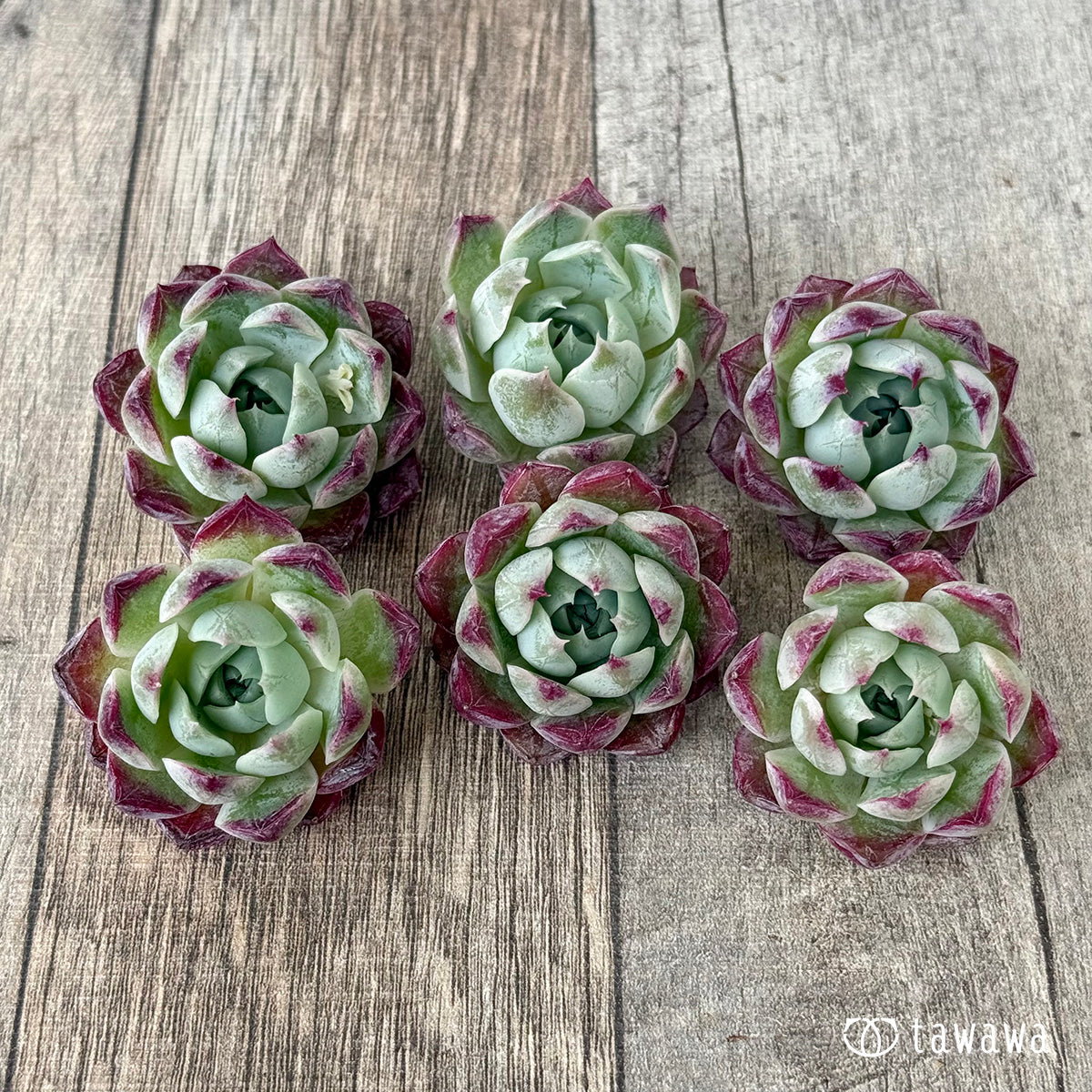 *新入荷②* Gilo×サラヒメ(チャンヒー農園苗)