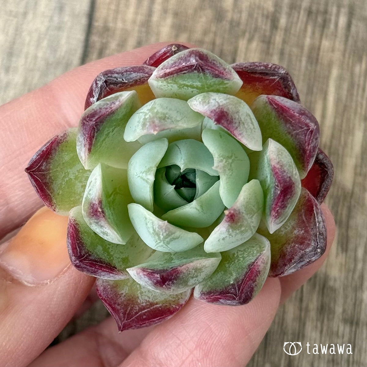 *新入荷②* Gilo×サラヒメ(チャンヒー農園苗)