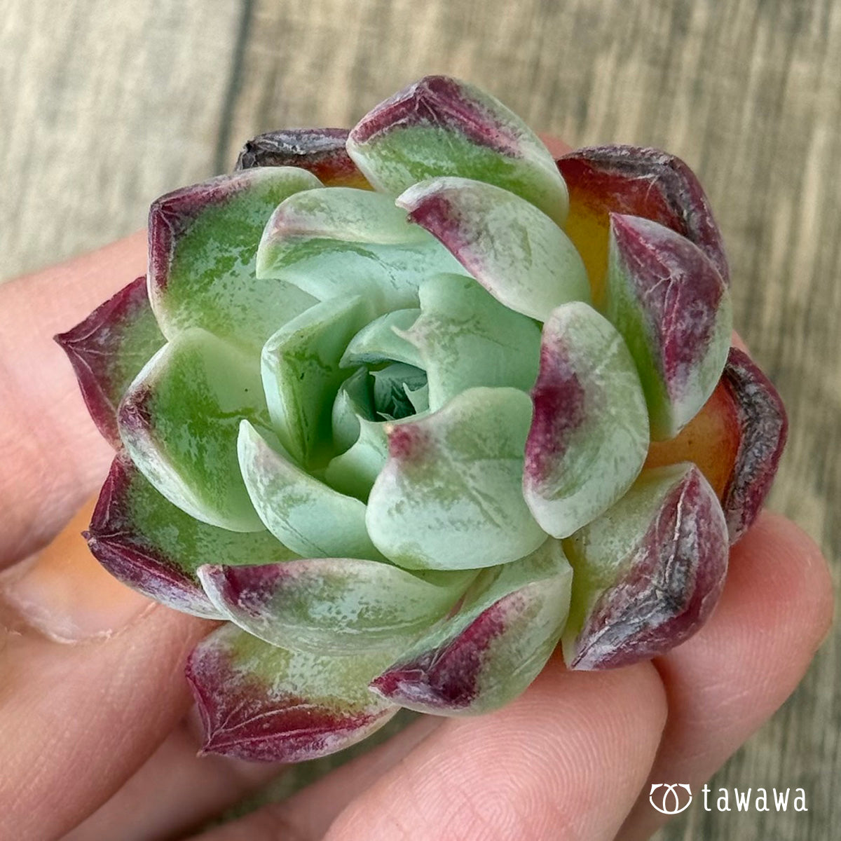 *新入荷②* Gilo×サラヒメ(チャンヒー農園苗)