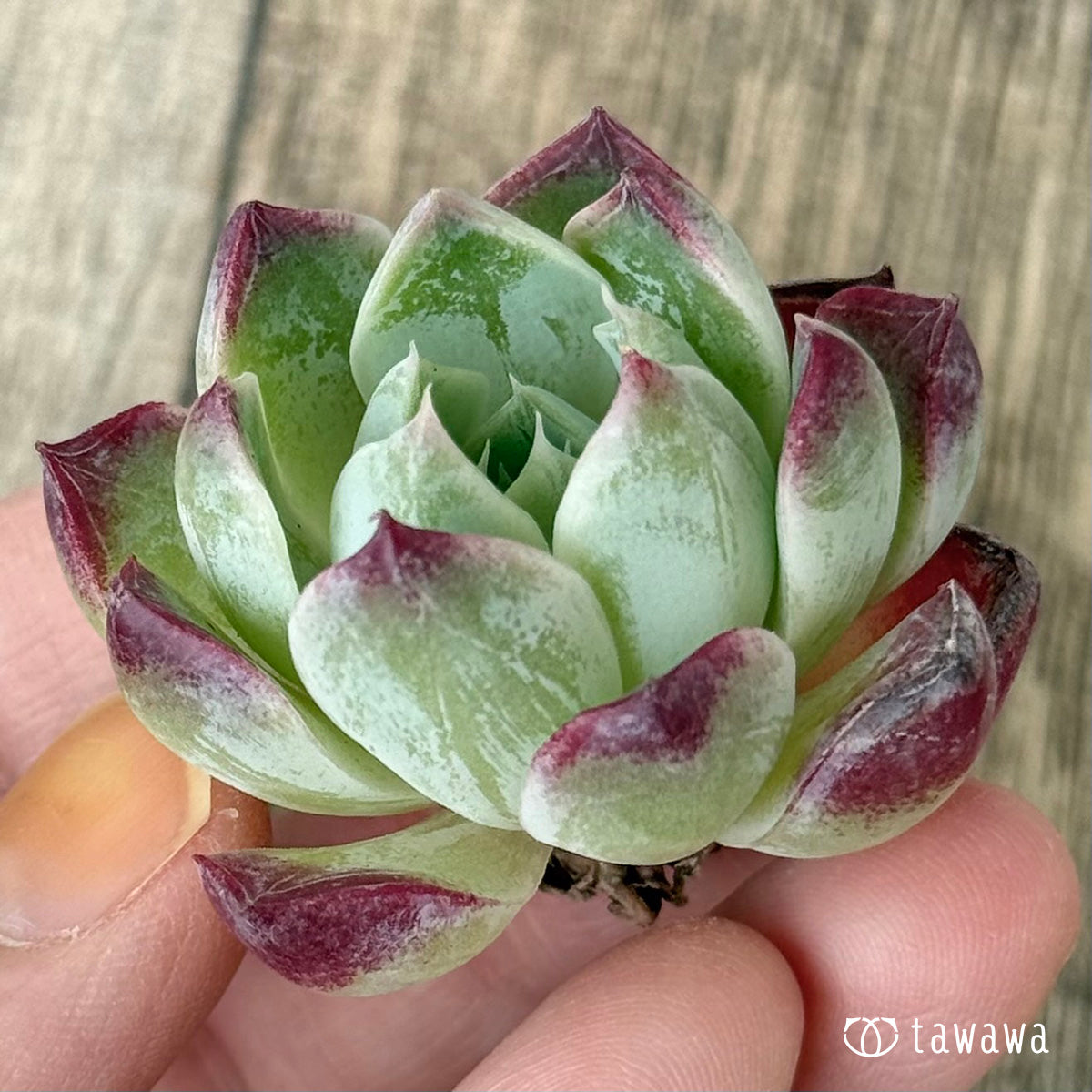 *新入荷②* Gilo×サラヒメ(チャンヒー農園苗)