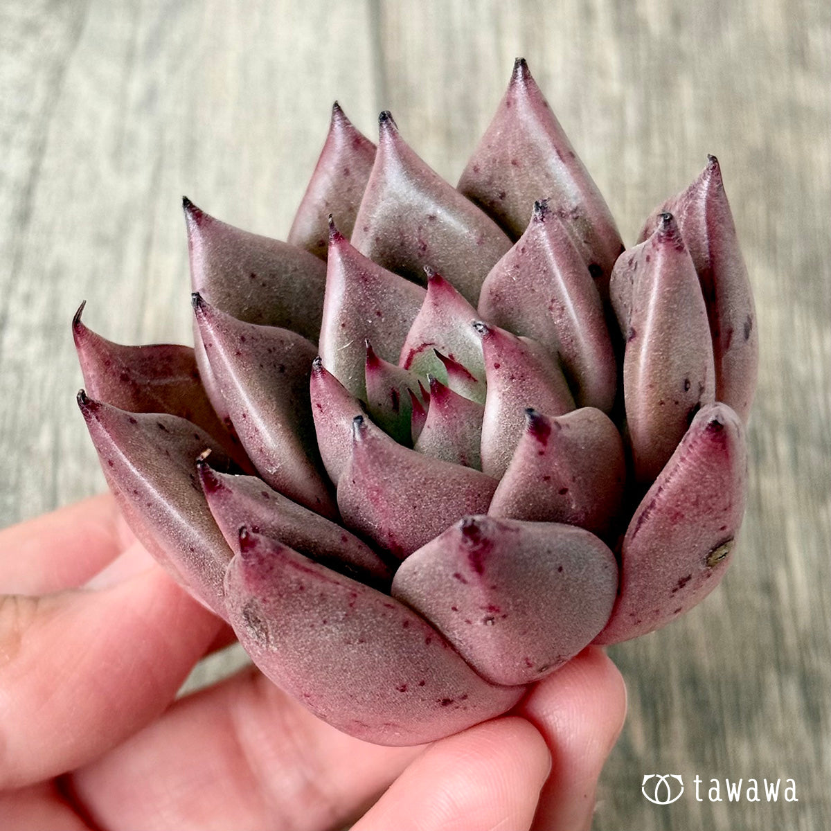 Chaka (Air Magic Garden Seedlings)