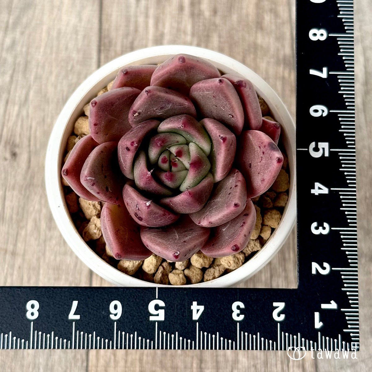 チャカ(エアーマジック農園苗)