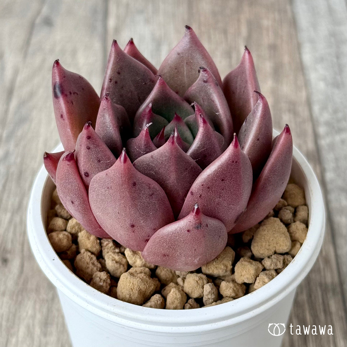Chaka (Air Magic Garden Seedlings)