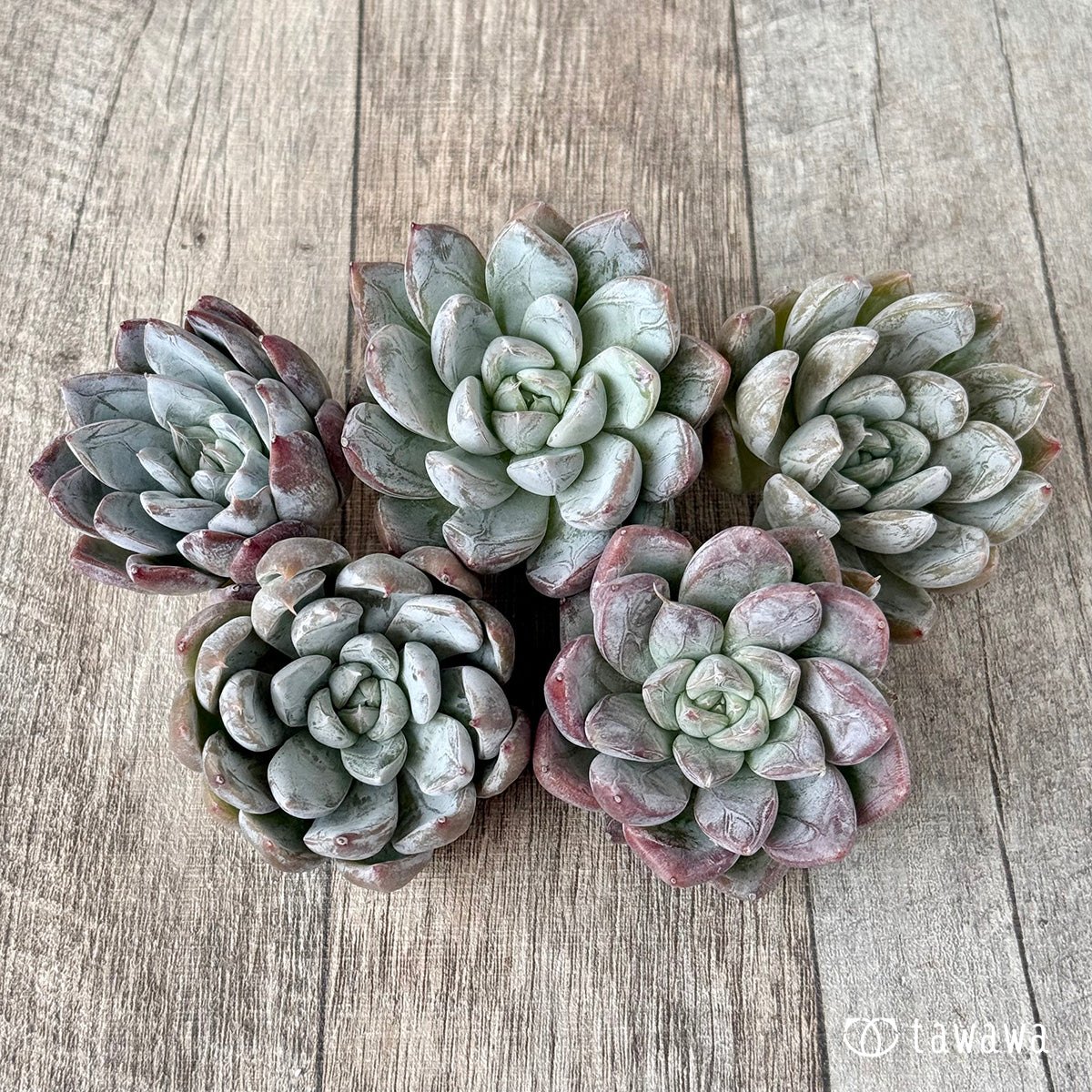 *新入荷* シスベリー(エアーマジック農園苗)