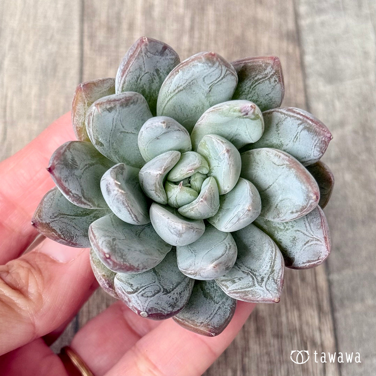 Sisberry (Air Magic Farm Seedling)
