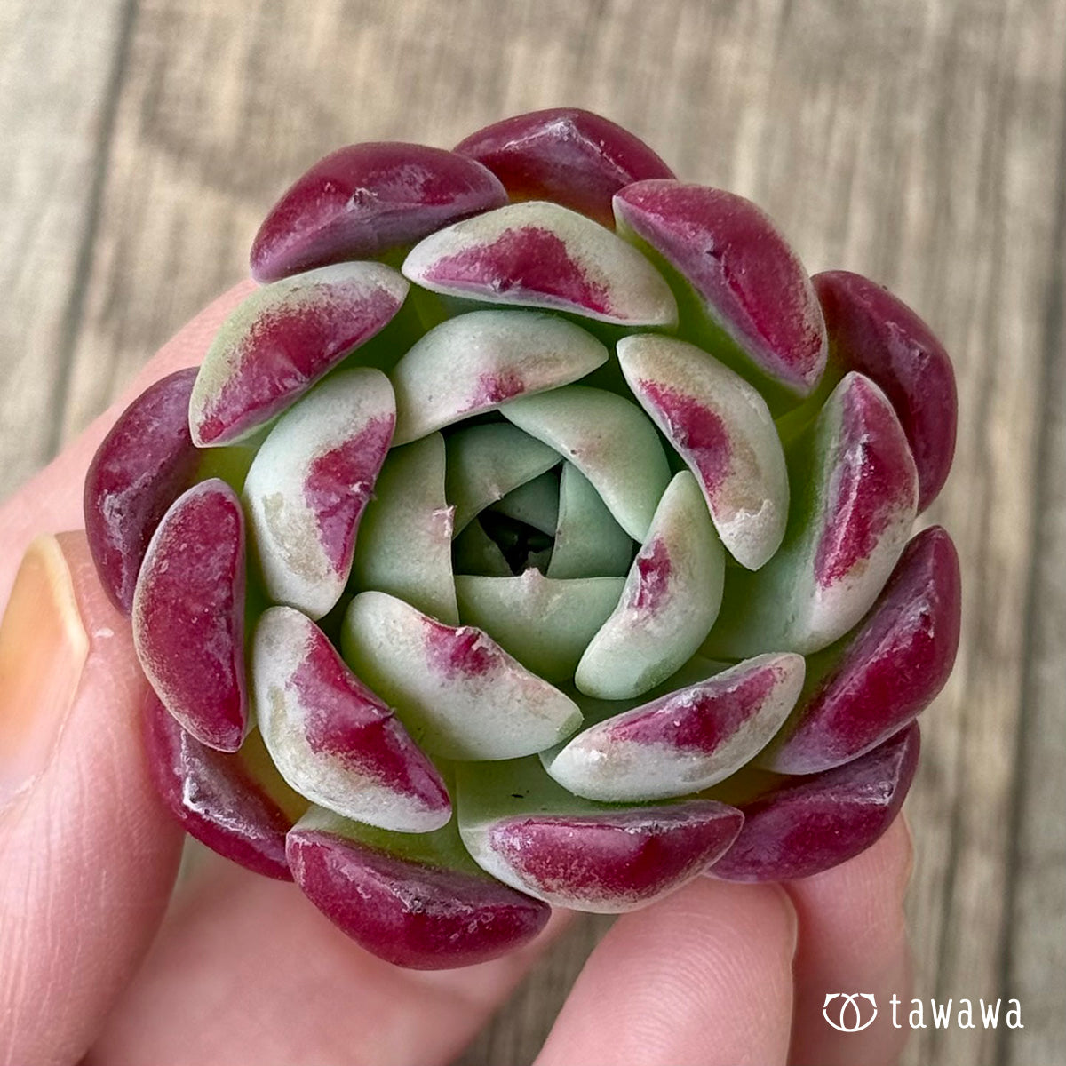 レッドサン【1】（チャンヒー農園苗） – 多肉植物の通販・販売サイト