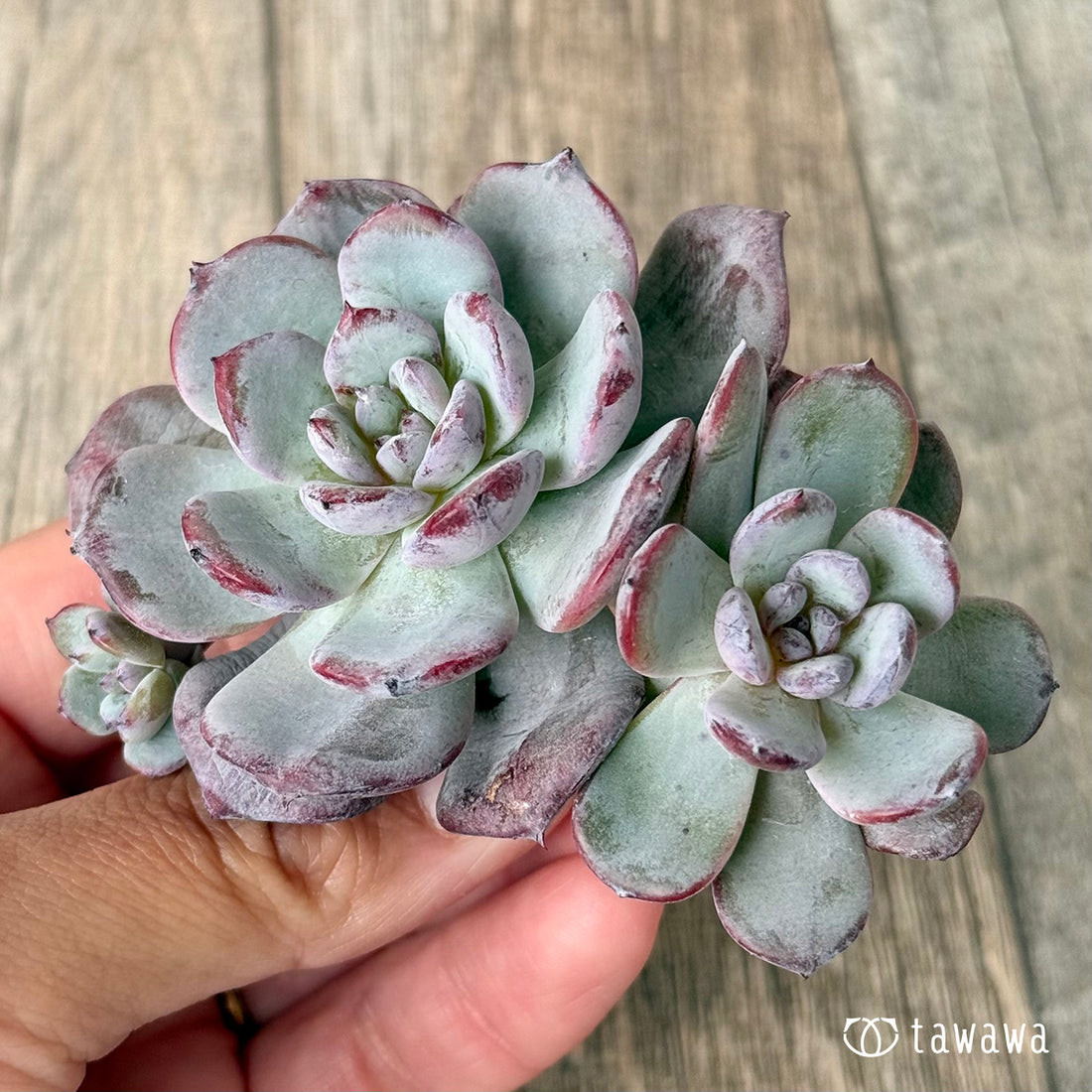 *新入荷* コールドピンク【多頭】(エアーマジック農園苗)