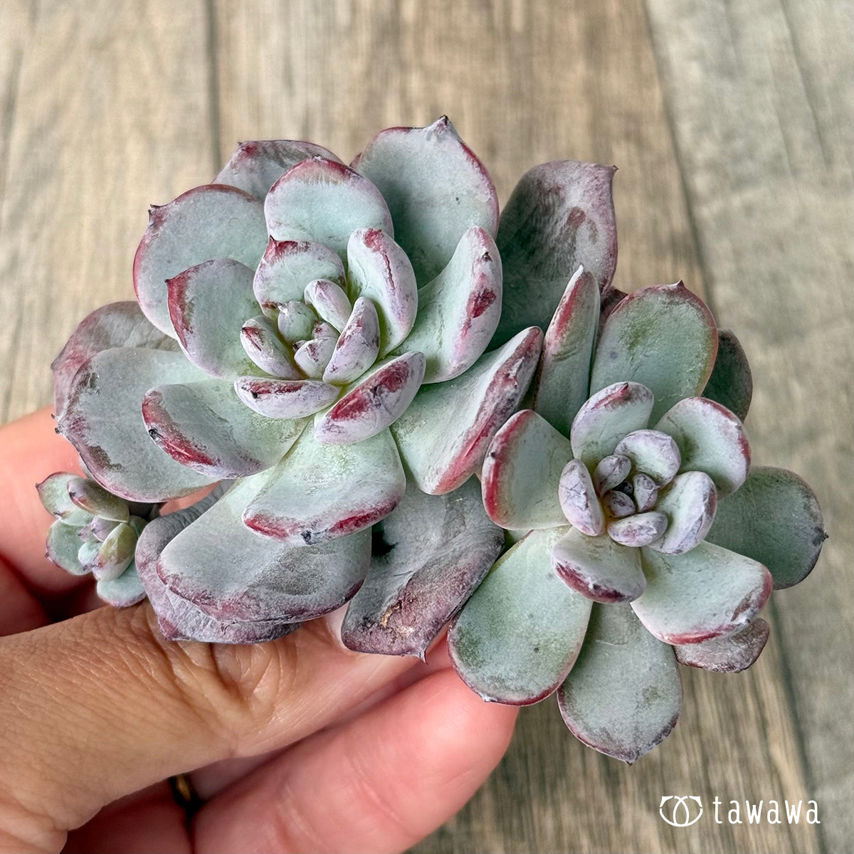 *新入荷* コールドピンク【多頭】(エアーマジック農園苗)