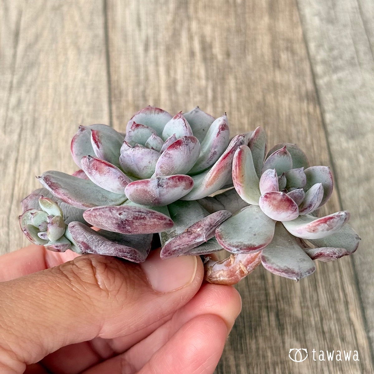 *新入荷* コールドピンク【多頭】(エアーマジック農園苗)